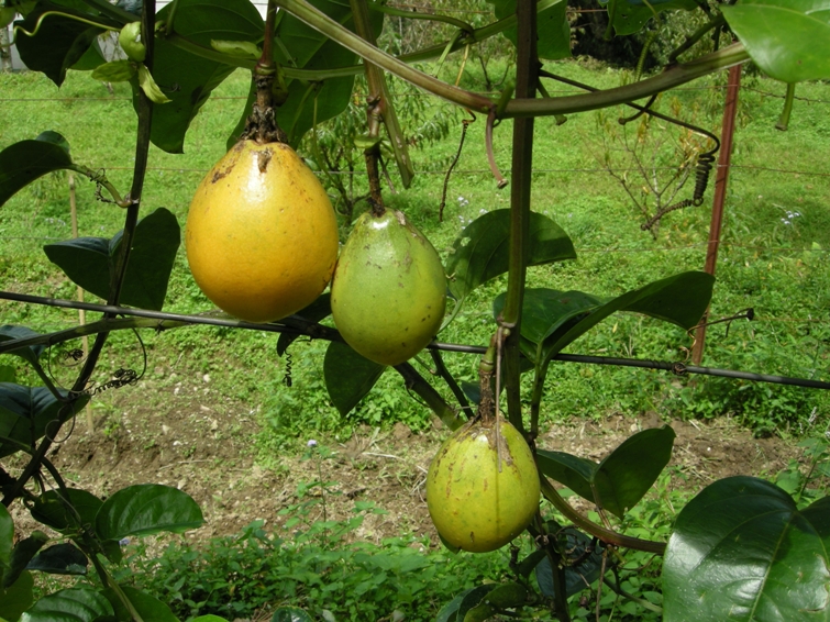 Passion plants grafted