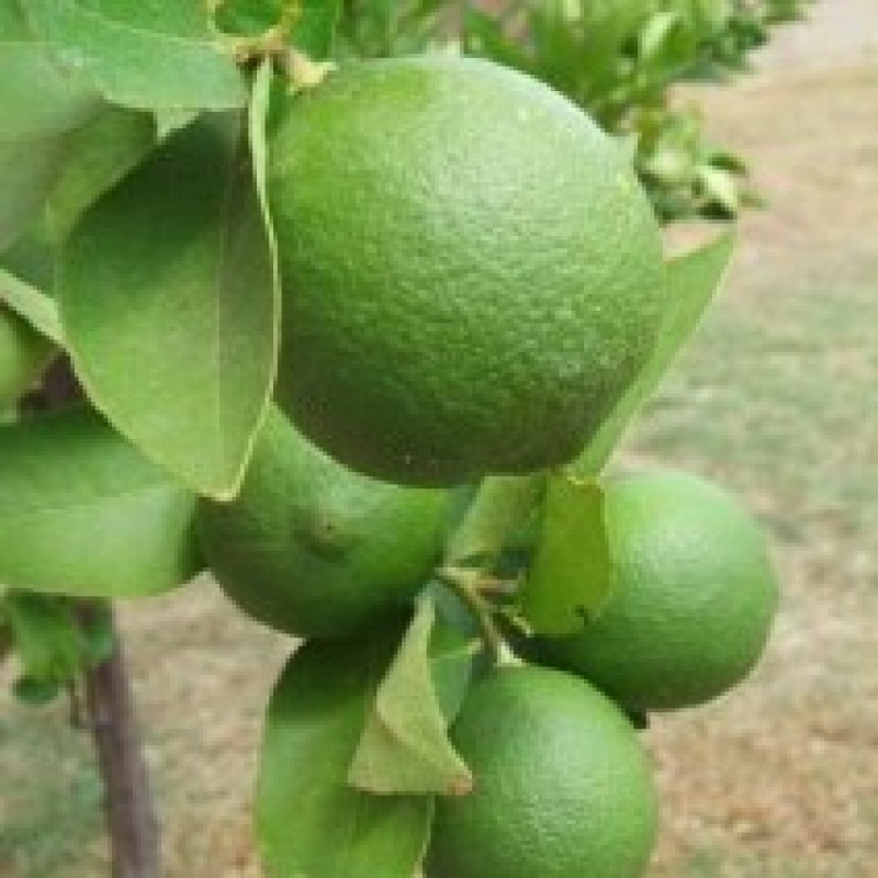 Lemons