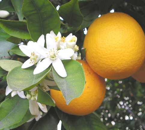 Oranges