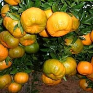 Tangerines