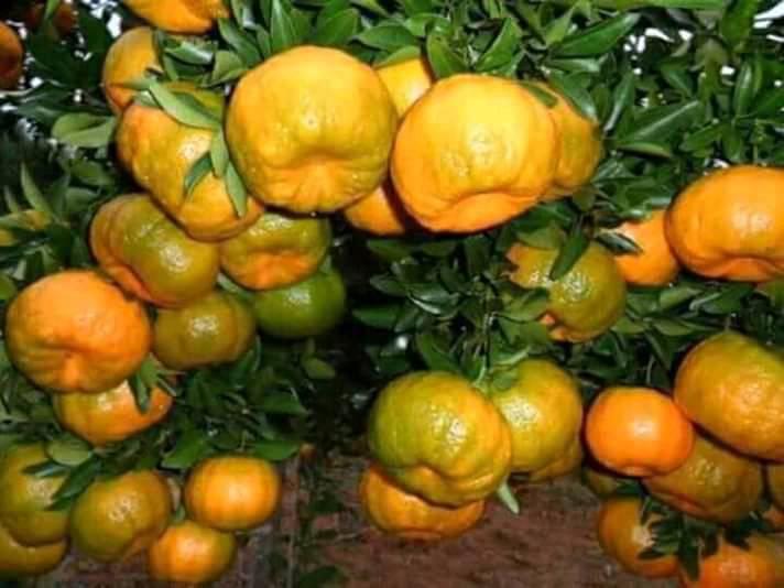 Tangerines
